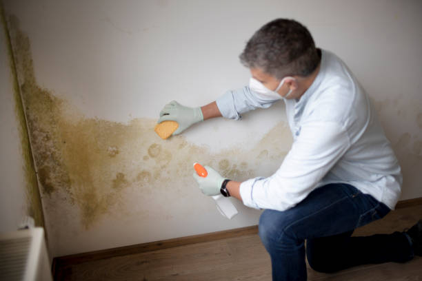 Best Environmental Consulting for Mold Prevention  in Lexington, KY